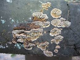 Attēlu rezultāti vaicājumam “Gloeophyllum abietinum”