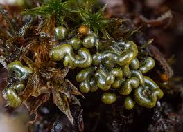 Attēlu rezultāti vaicājumam “Badhamia flavoglauca spores”