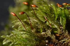 Attēlu rezultāti vaicājumam “Isothecium myosuroides”