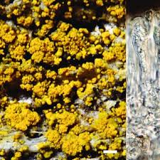 Attēlu rezultāti vaicājumam “Candelariella sp.”