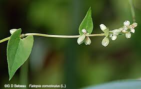 Attēlu rezultāti vaicājumam “Fallopia convolvulus”