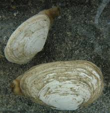 Attēlu rezultāti vaicājumam “Mya arenaria”