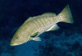 Image result for Mycteroperca olfax