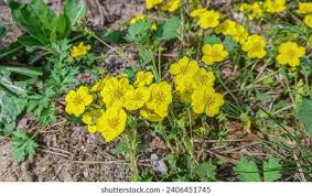 Attēlu rezultāti vaicājumam “Potentilla arenaria leaf”