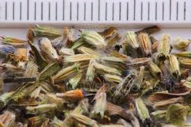 Attēlu rezultāti vaicājumam “Succisa pratensis bud”