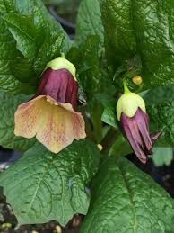 Attēlu rezultāti vaicājumam “Scopolia carniolica flower”