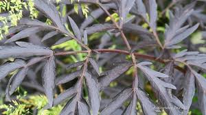 Attēlu rezultāti vaicājumam “Sambucus nigra leaf”