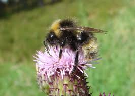 Attēlu rezultāti vaicājumam “Psithyrus sylvestris”