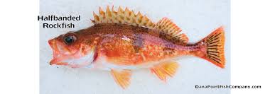 Image result for Sebastes