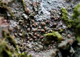 Attēlu rezultāti vaicājumam “Biatora sphaeroides”