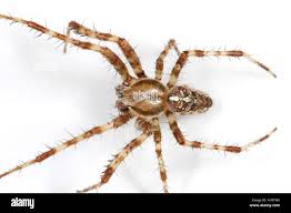 Attēlu rezultāti vaicājumam “Araneus diadematus”