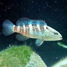 Image result for Epinephelus andersoni