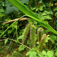 Attēlu rezultāti vaicājumam “Carex pseudocyperus female flower”