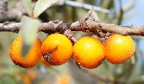 Attēlu rezultāti vaicājumam “Hippophae rhamnoides”