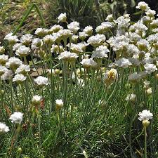 Image result for Grasnelke