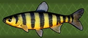 Attēlu rezultāti vaicājumam “Inonotus leporinus”