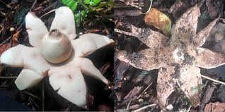 Attēlu rezultāti vaicājumam “Geastrum fimbriatum”