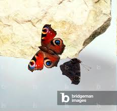 Attēlu rezultāti vaicājumam “Inachis io”