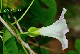 Attēlu rezultāti vaicājumam “Calystegia sepium”