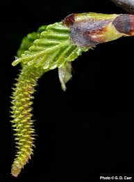 Attēlu rezultāti vaicājumam “Betula pendula flower”