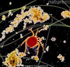 Attēlu rezultāti vaicājumam “Hydrachna”