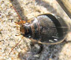 Attēlu rezultāti vaicājumam “Colymbetes striatus”