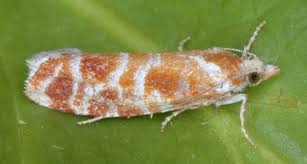 Attēlu rezultāti vaicājumam “Rhyacionia pinicolana”