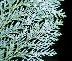 Attēlu rezultāti vaicājumam “Chamaecyparis lawsoniana”