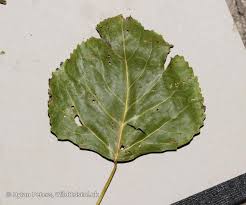 Attēlu rezultāti vaicājumam “Populus x canadensis leaf”