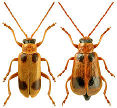 Attēlu rezultāti vaicājumam “Phyllobrotica quadrimaculata”