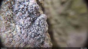 Attēlu rezultāti vaicājumam “Cliostomum corrugatum”