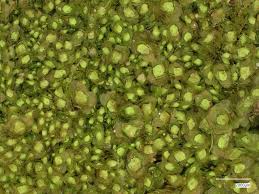 Attēlu rezultāti vaicājumam “Scapania apiculata”