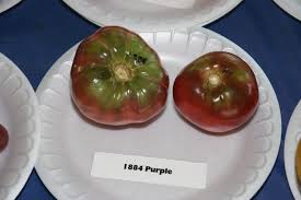 Afbeeldingsresultaat voor 1884 purple tomato