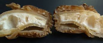 Attēlu rezultāti vaicājumam “Verpa bohemica”