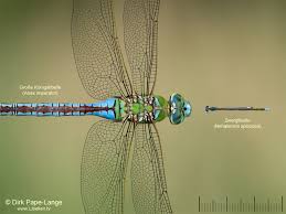 Attēlu rezultāti vaicājumam “Nehalennia speciosa”