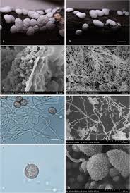 Attēlu rezultāti vaicājumam “Diderma chondrioderma sessile”