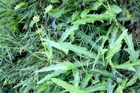 Attēlu rezultāti vaicājumam “Sonchus arvensis subsp. uliginosus leaf”
