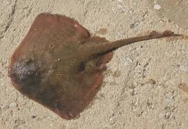 Image result for Raja radula