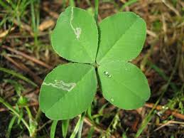 Attēlu rezultāti vaicājumam “Trifolium repens leaf”