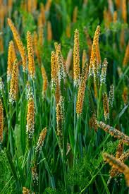 Attēlu rezultāti vaicājumam “Alopecurus aequalis”