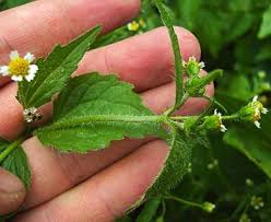 Attēlu rezultāti vaicājumam “Galinsoga quadriradiata flower”