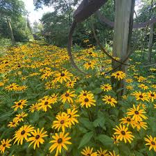 Image result for Rudbeckia fulgida