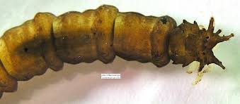 Attēlu rezultāti vaicājumam “Tipulidae larva”