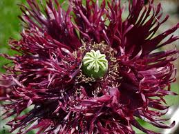 Image result for Papaver somniferum Black
