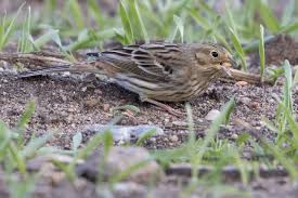 Attēlu rezultāti vaicājumam “Emberiza citrinella juvenile”