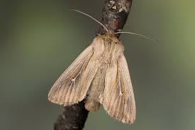Attēlu rezultāti vaicājumam “Leucania comma”