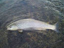 Image result for Salmo dentex