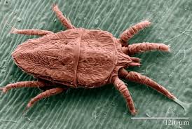 Attēlu rezultāti vaicājumam “Acari”