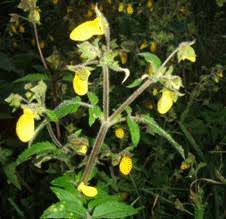 Attēlu rezultāti vaicājumam “Scrophulariaceae”