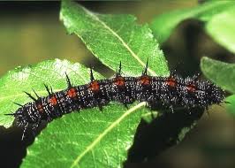 Attēlu rezultāti vaicājumam “Nymphalidae”